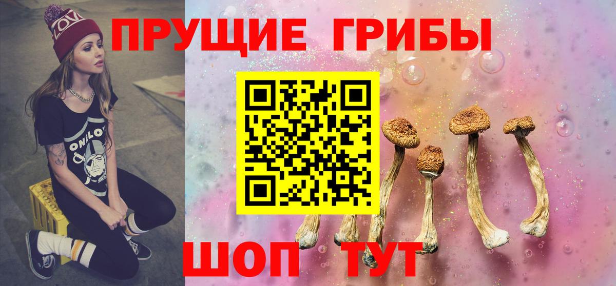 Псилоцибиновые грибы Psilocybe Сосновый Бор